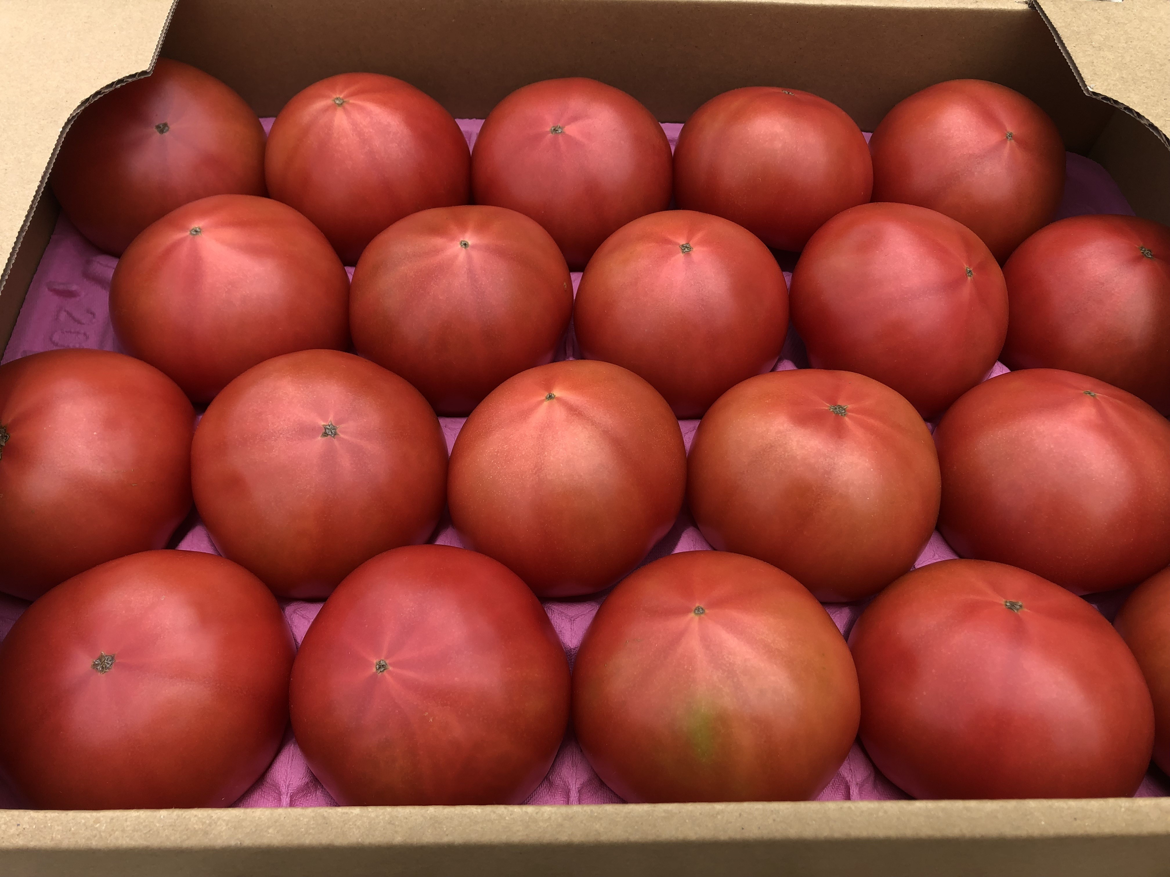 まっかなあかりトマト